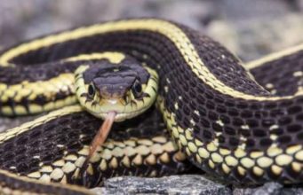 Приснилось, что змея укусила за ногу: толкование снов. К чему снится змея женщине